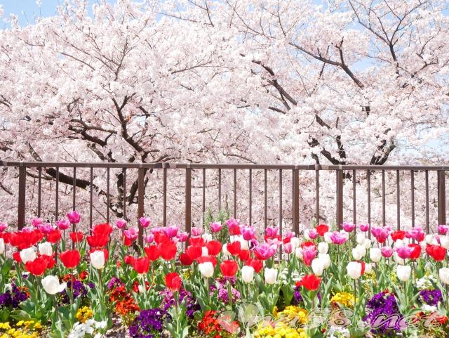荒子川公園　桜　チューリップ