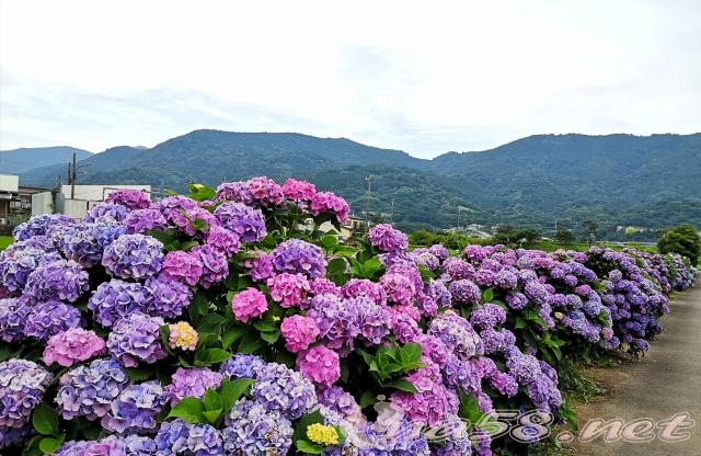 開成町　あじさい　山々