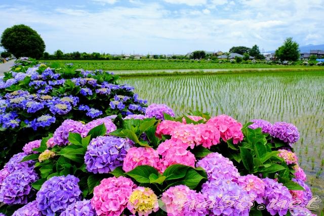 開成町　あじさい　水田