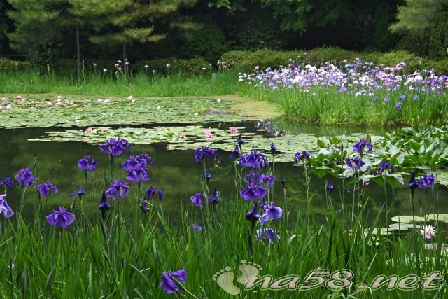 平安神宮の花菖蒲　花しょうぶ