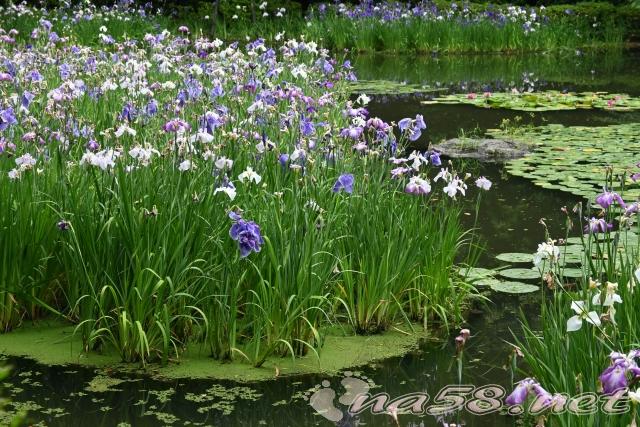 平安神宮の花菖蒲　花しょうぶ