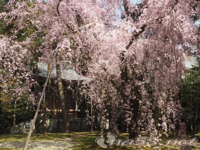 平安神宮の御苑の桜