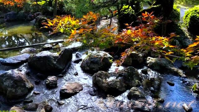 平安神宮　秋　紅葉　神苑