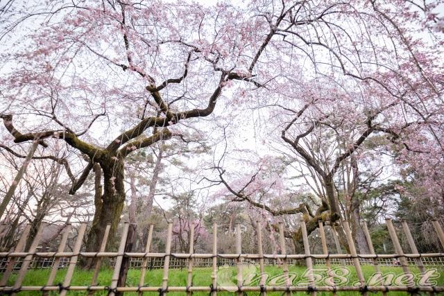 京都御所　近衛邸跡　桜