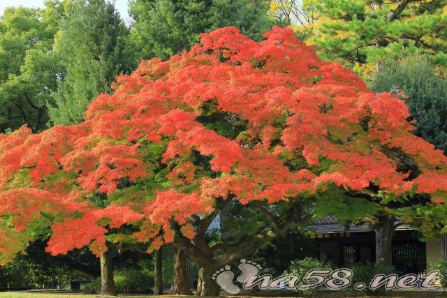 錦秋の京都御苑