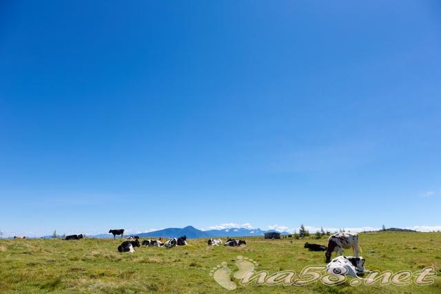 美ヶ原高原　牧場の牛と蓼科山