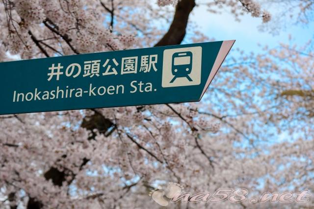 井の頭公園駅　桜